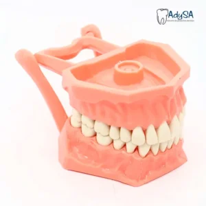 Tipodonto Acrílico Adulto – Modelo Dental para Práctica Odontológica