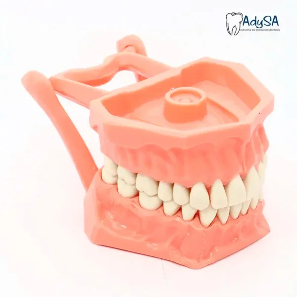 Tipodonto Acrílico Adulto – Modelo Dental para Práctica Odontológica