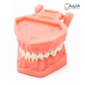 Tipodonto Acrílico Infantil – Modelo Dental para Práctica en Odontopediatría