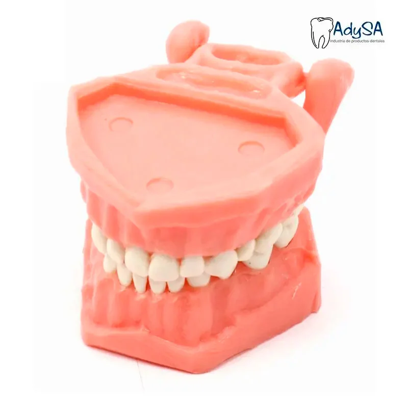 Tipodonto Acrílico Infantil – Modelo Dental para Práctica en Odontopediatría