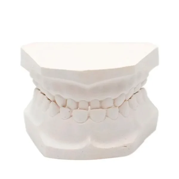 Tipodonto Infantil de Yeso Dentición Temporal